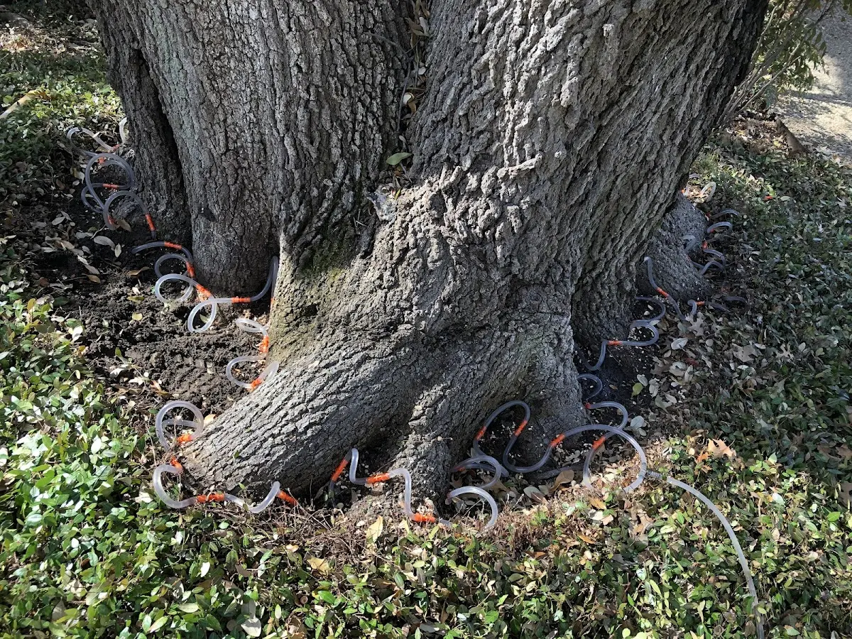 Detailed Tree Cabling and Bracing job site in Scranton